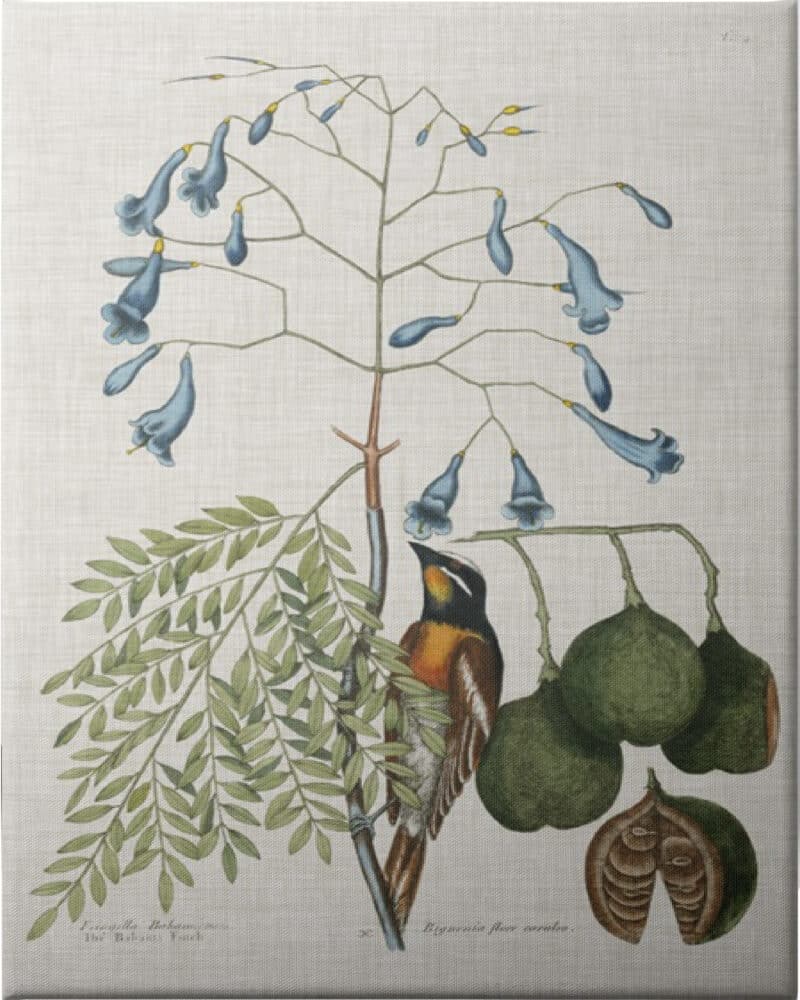 Studies in Nature II - Unframed Canvas Unframed Canvas