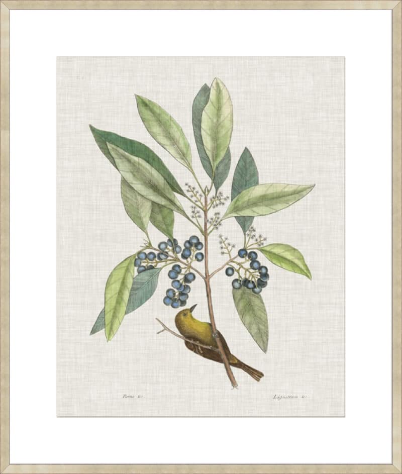 Studies in Nature IV - 10cm Mount Board Sm. Box Champagne