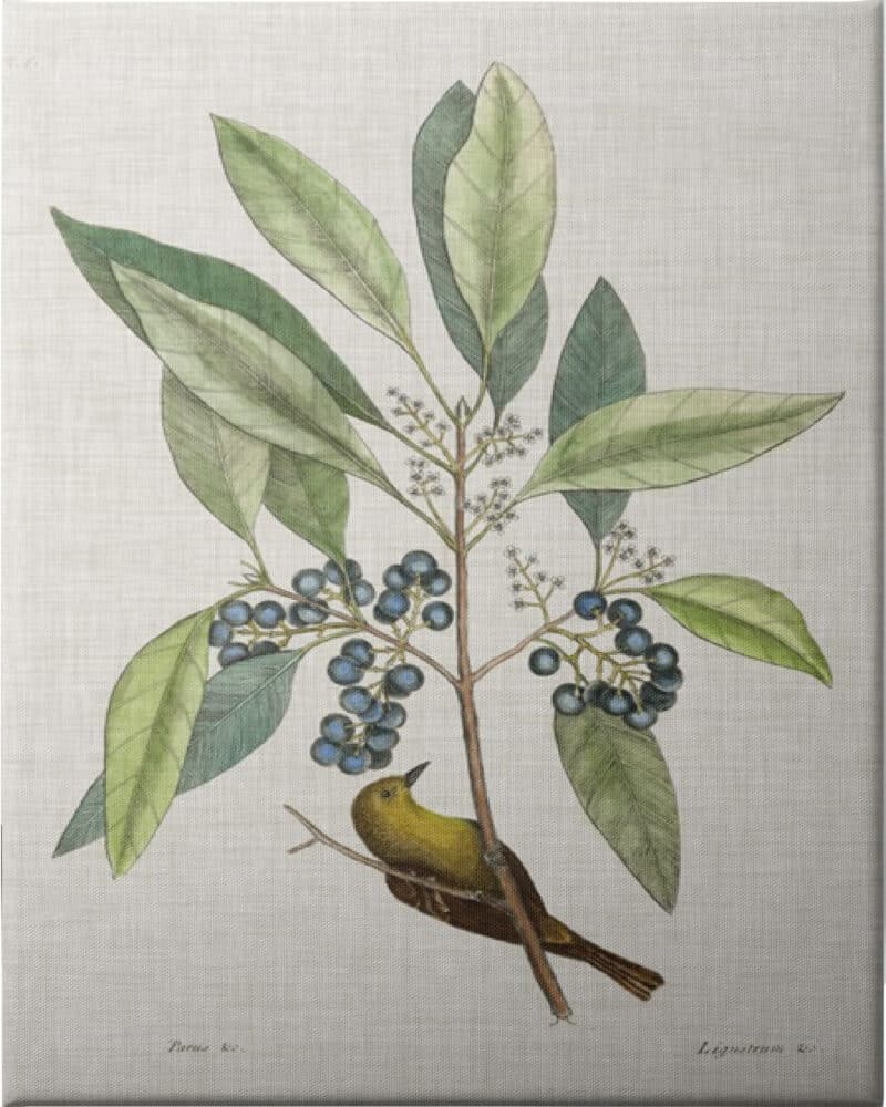 Studies in Nature IV - Unframed Canvas Unframed Canvas