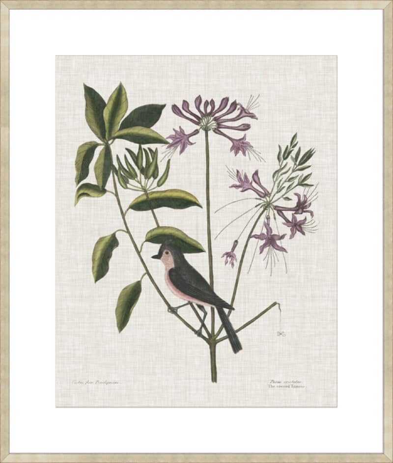 Studies in Nature I - 10cm Mount Board Sm. Box Champagne