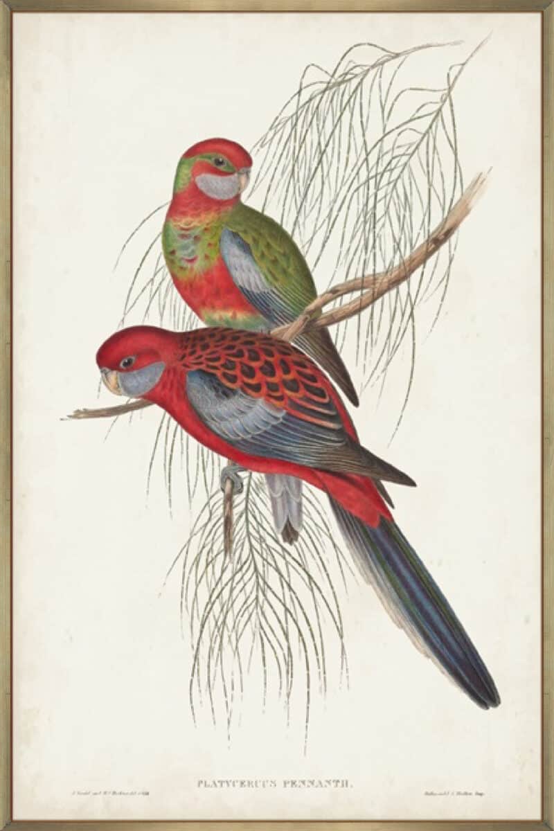 Tropical Parrots III - Canvas Gallery Champagne