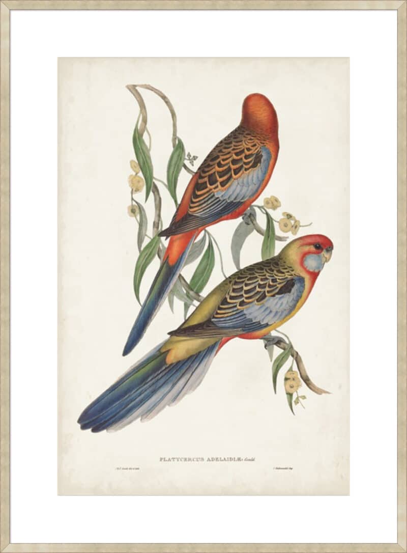 Tropical Parrots II - 10cm Mount Board Sm. Box Champagne