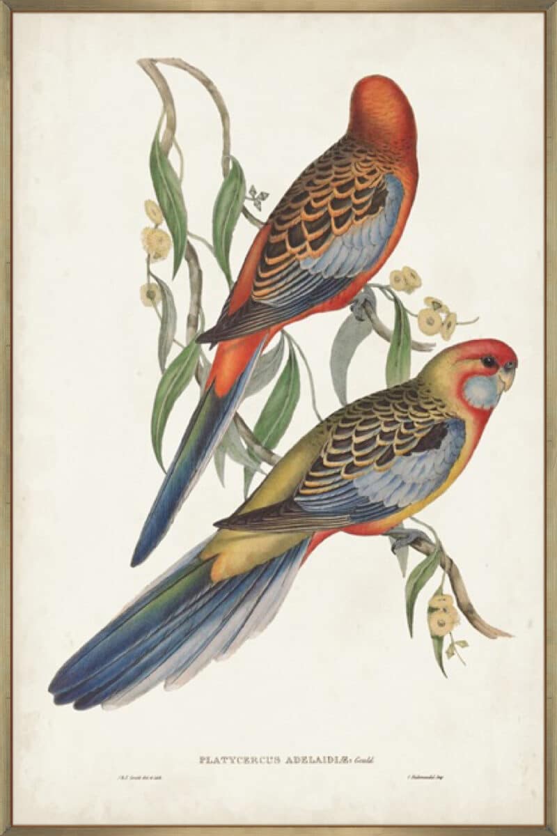 Tropical Parrots II - Canvas Gallery Champagne