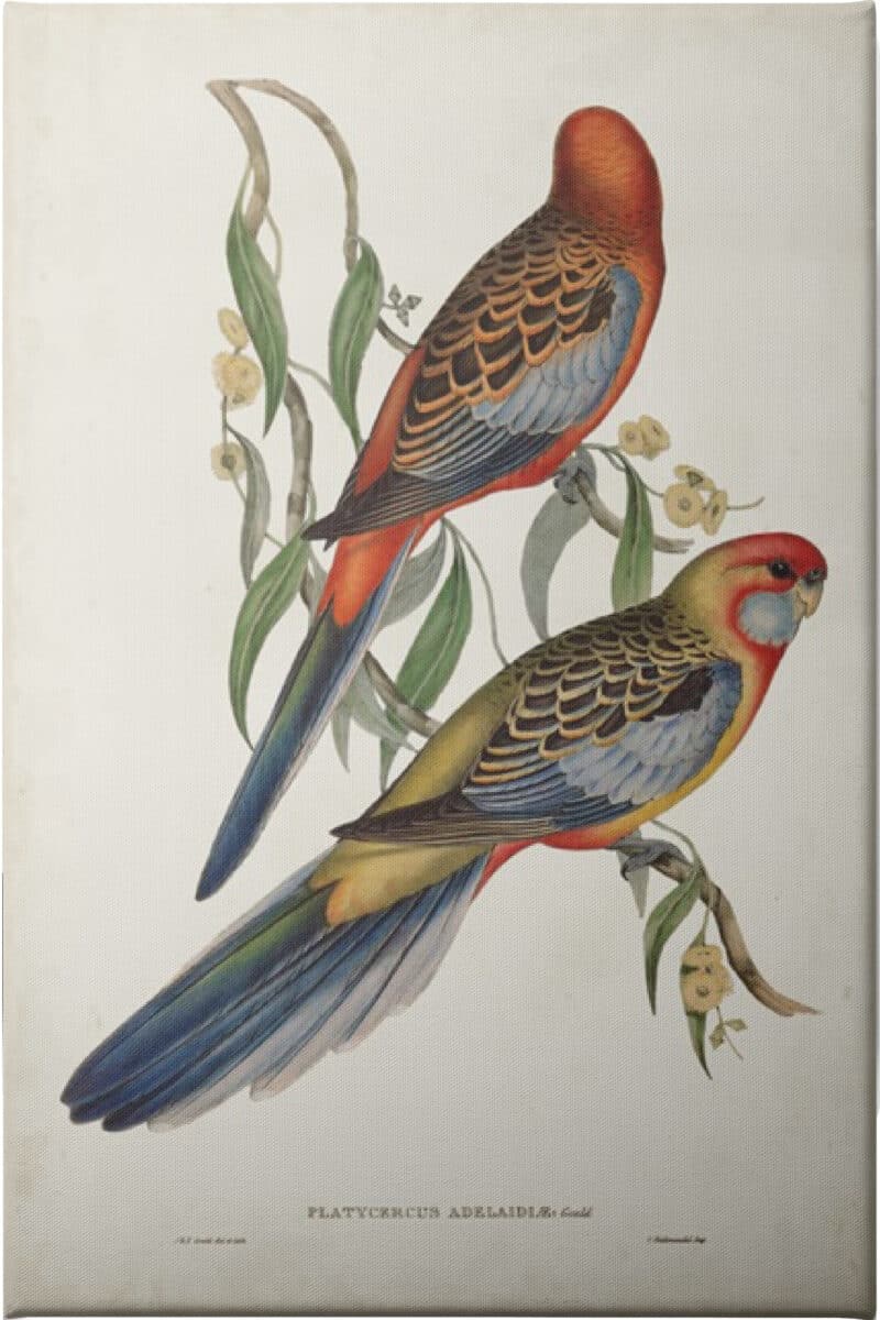 Tropical Parrots II - Unframed Canvas Unframed Canvas