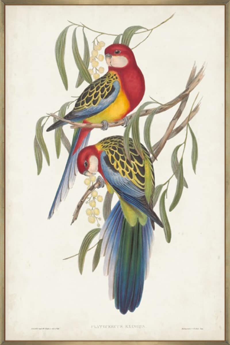 Tropical Parrots IV - Canvas Gallery Champagne