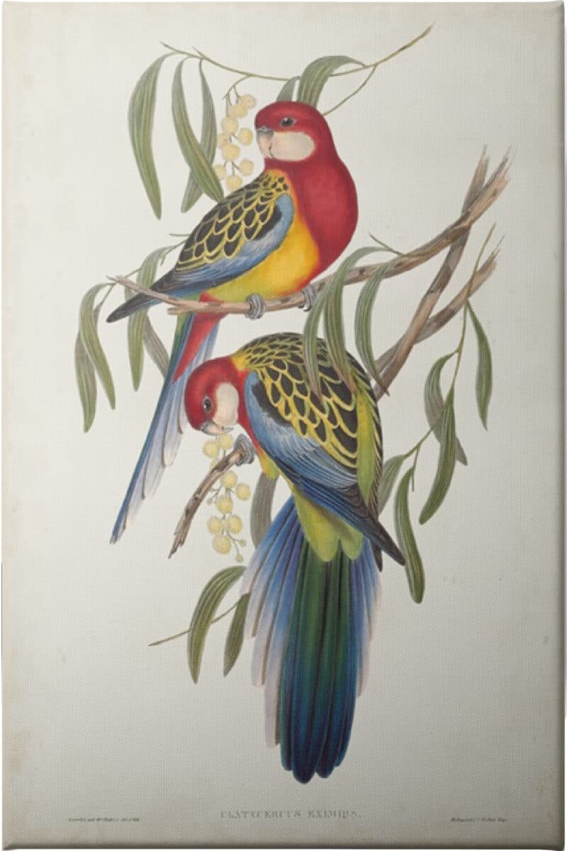 Tropical Parrots IV - Unframed Canvas Unframed Canvas