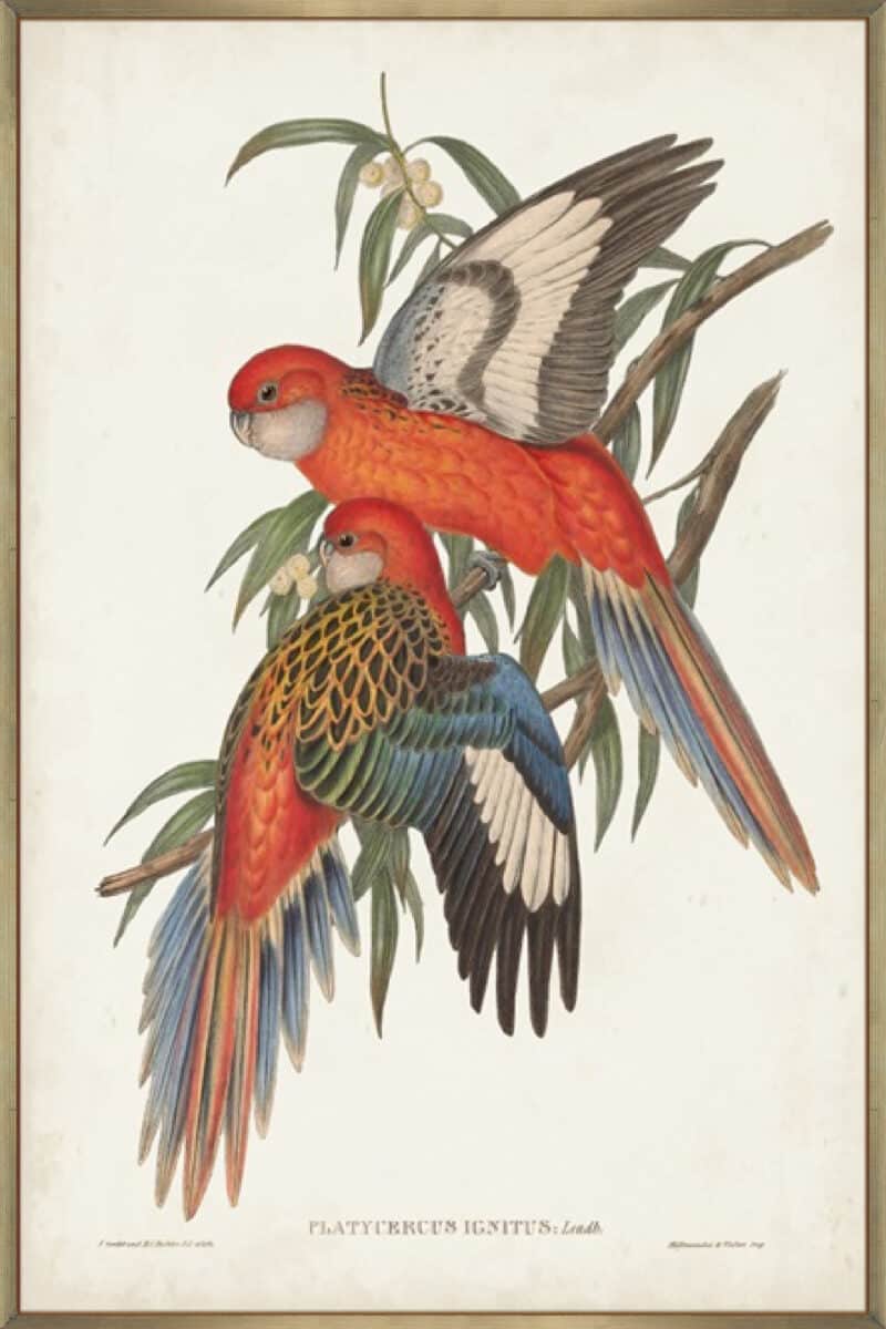 Tropical Parrots I - Canvas Gallery Champagne