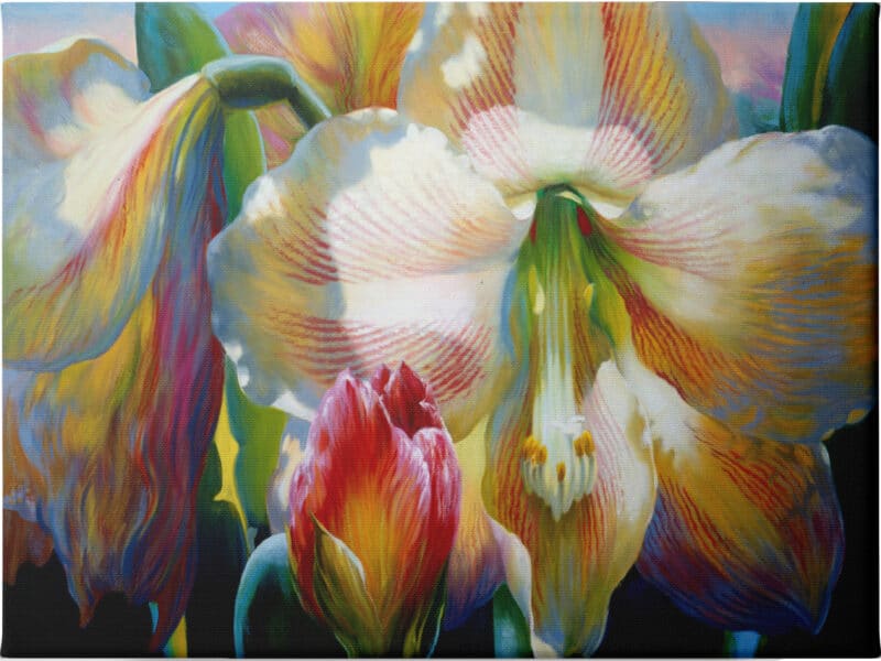 Amarylis - Unframed Canvas Unframed Canvas