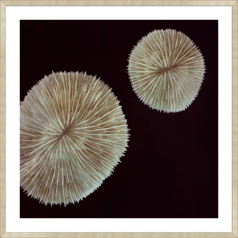 Boom Pop - 5cm White Border Sm. Box Champagne