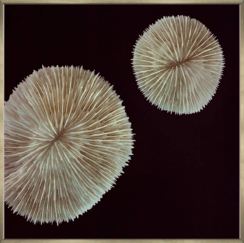 Boom Pop - Canvas Gallery Champagne