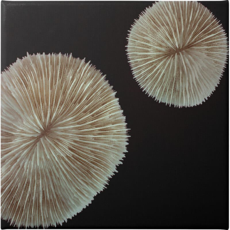 Boom Pop - Unframed Canvas Unframed Canvas