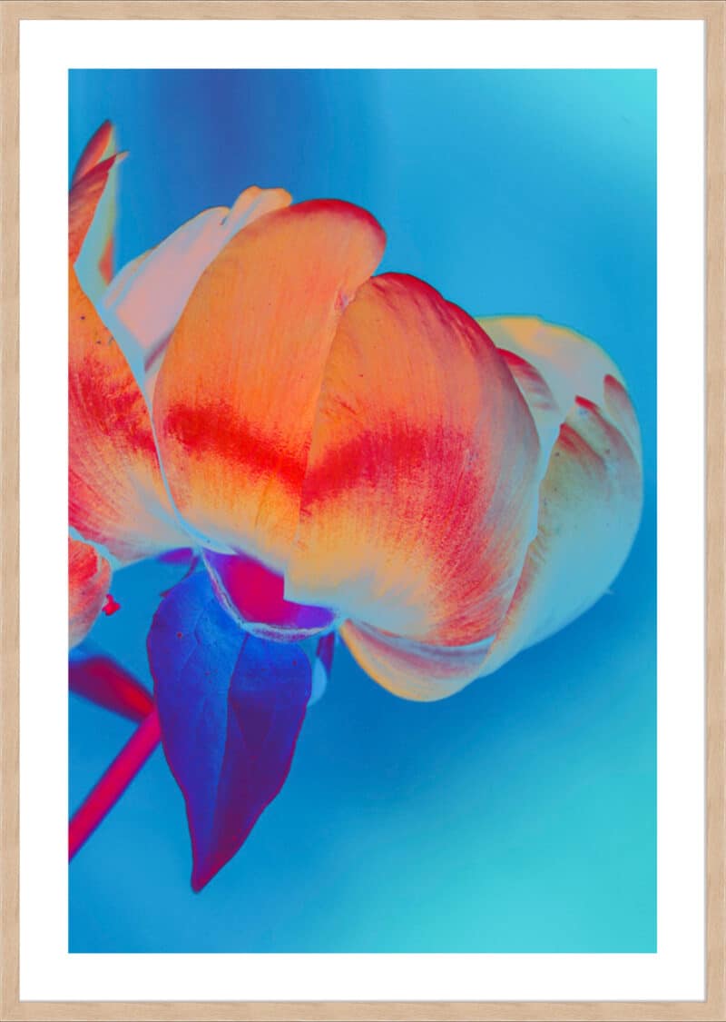 Feeling Oriental - 5cm White Border Box Natural