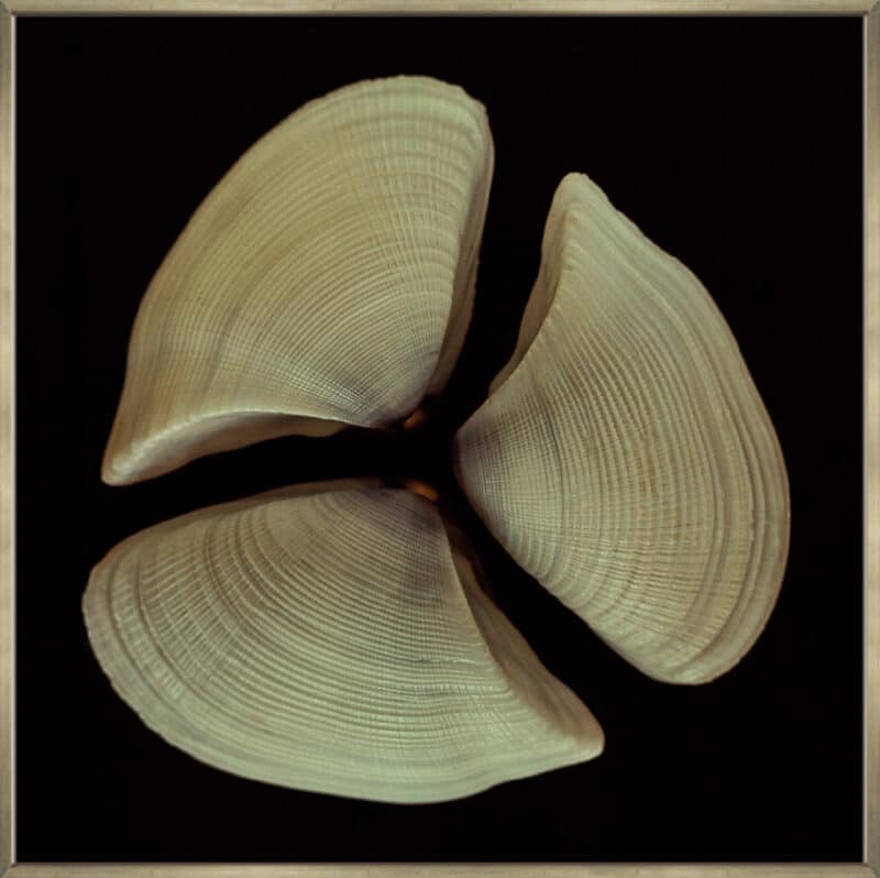 Flow Interrupted - Canvas Gallery Champagne