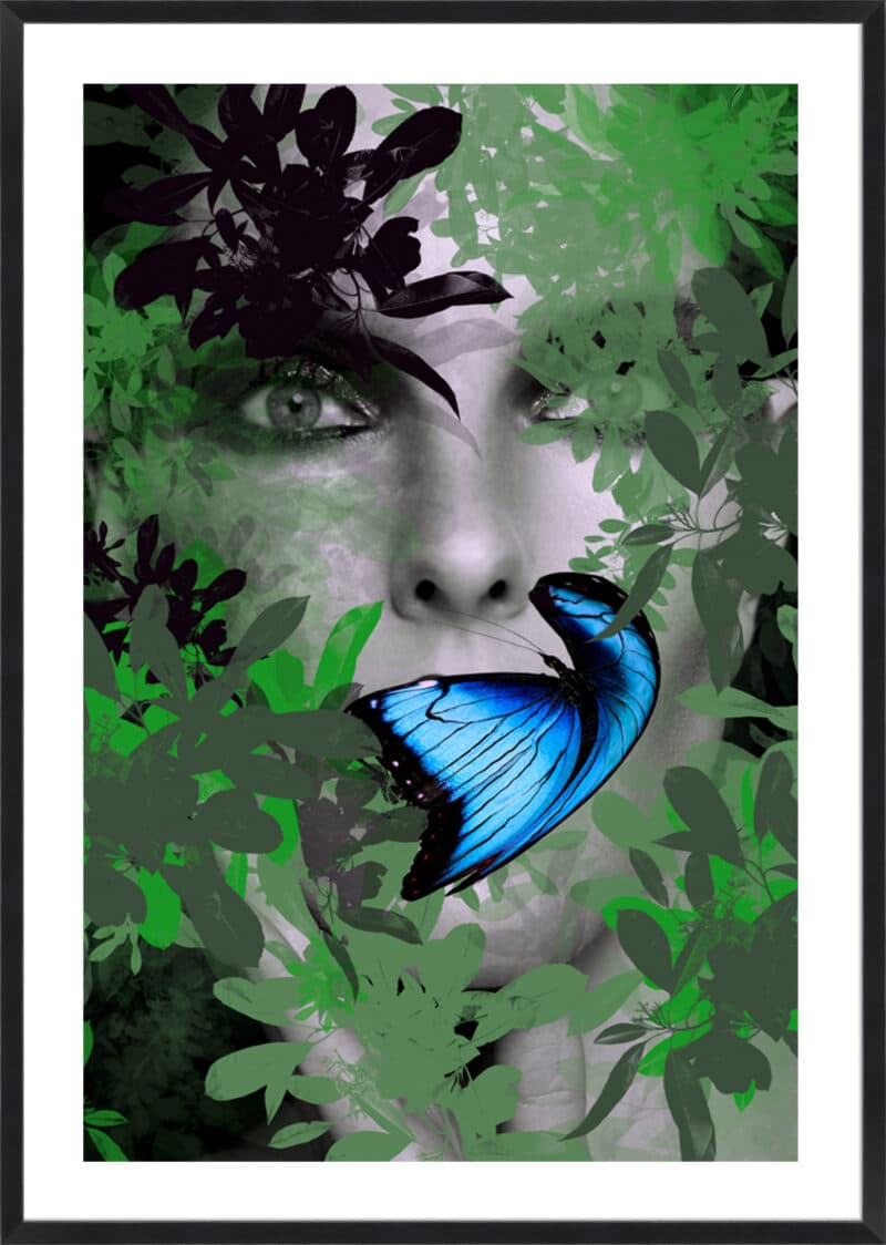 Fransiska Butterfly - 5cm White Border Box Black