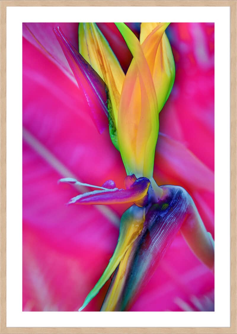 Odd Bird - 5cm White Border Box Natural