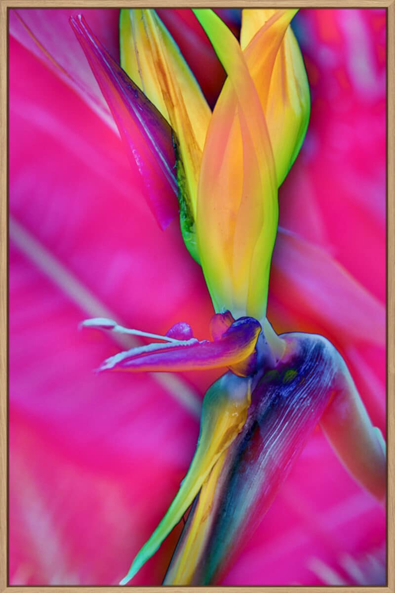 Odd Bird - Canvas Gallery Natural