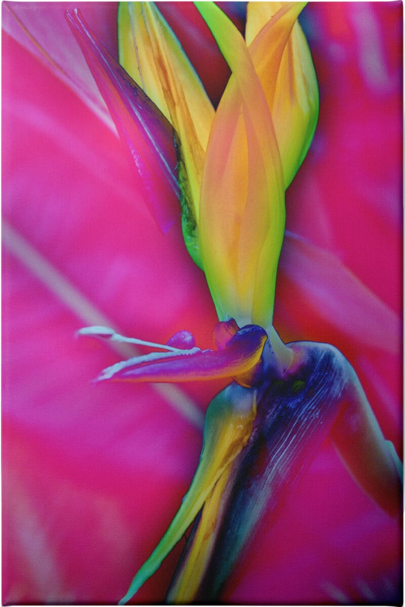 Odd Bird - Unframed Canvas Unframed Canvas