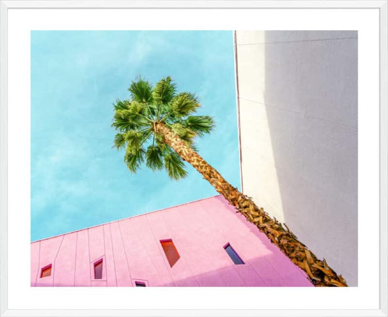 Palm Tree Lookup - 5cm White Border Box White