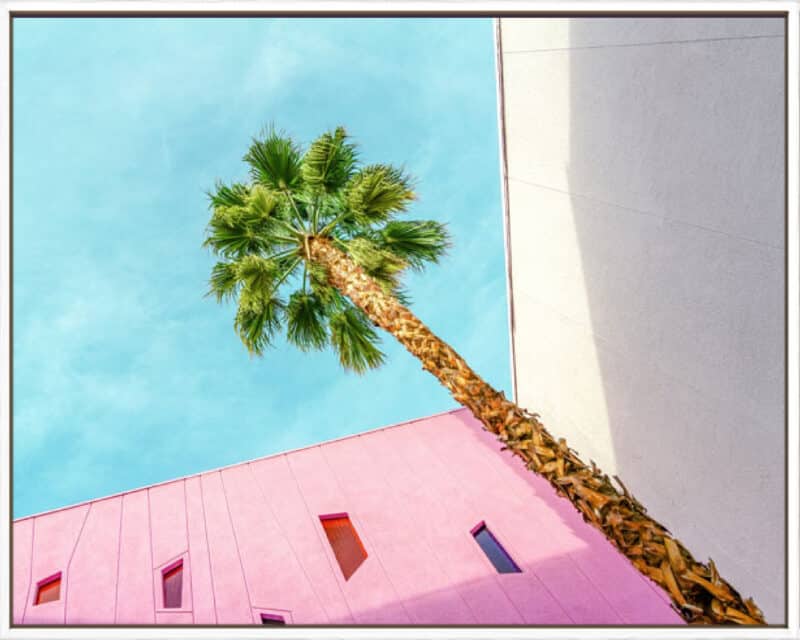 Palm Tree Lookup - Canvas Gallery White
