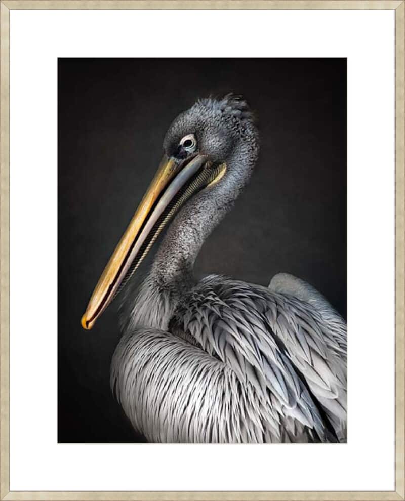 Pelican portrait - 10cm Mount Board Sm. Box Champagne
