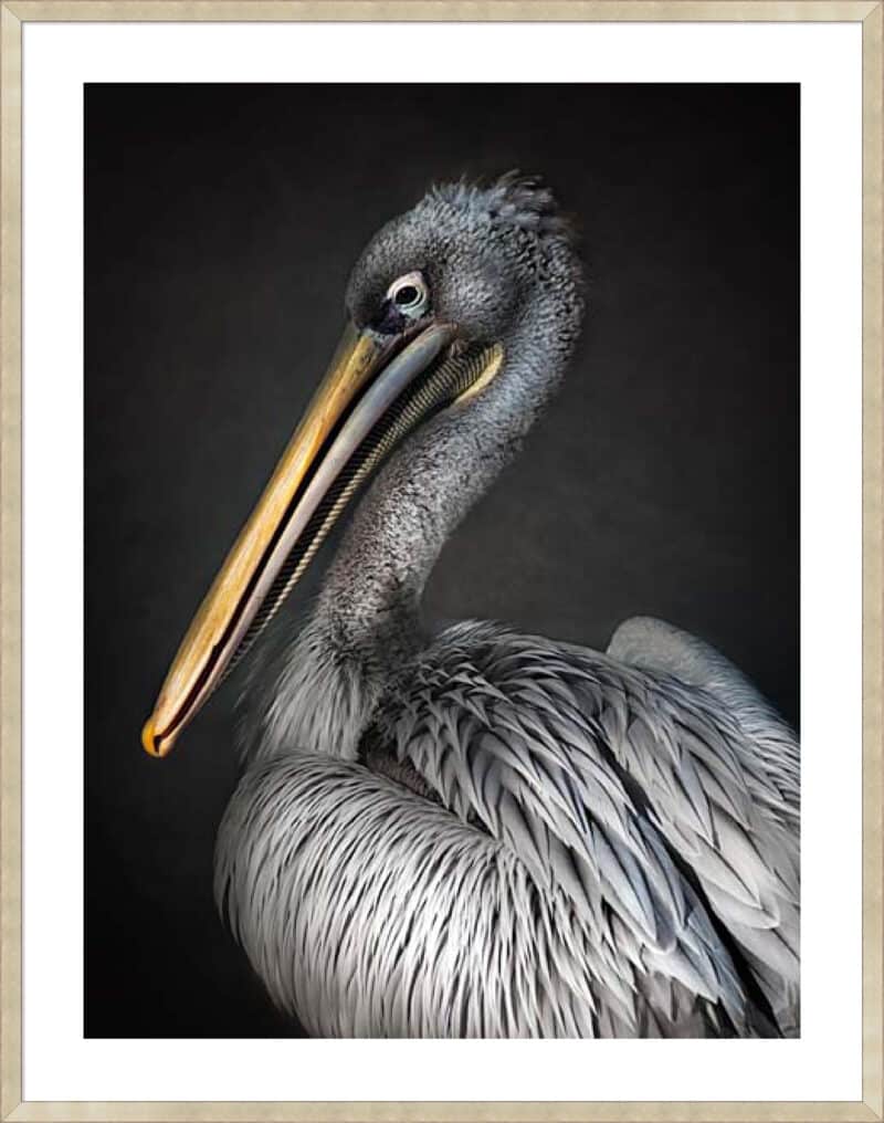 Pelican portrait - 5cm White Border Sm. Box Champagne