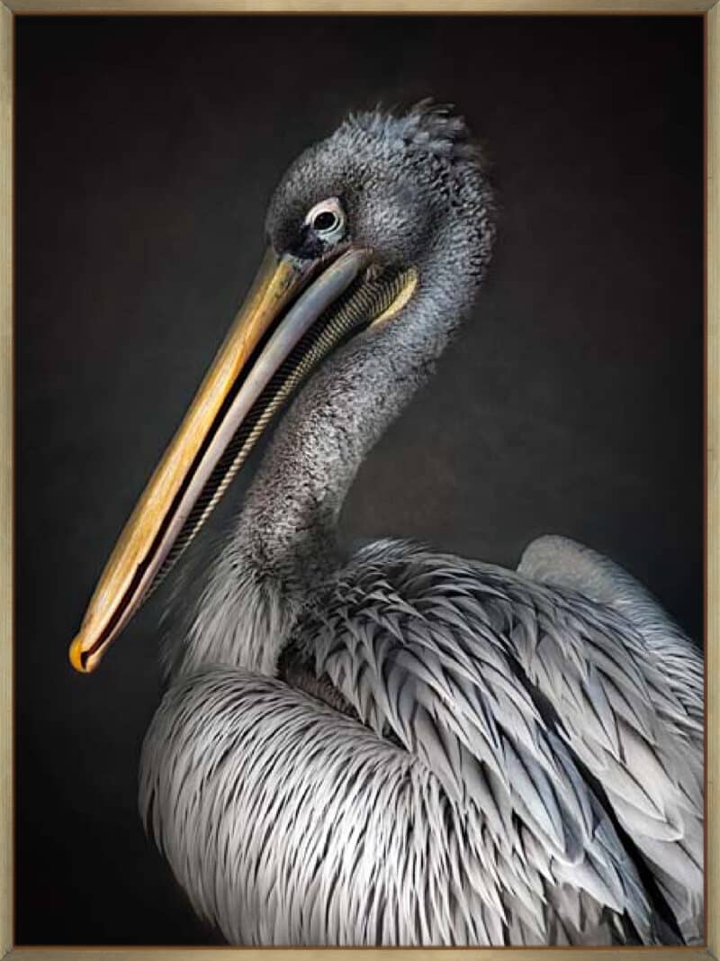 Pelican portrait - Canvas Gallery Champagne