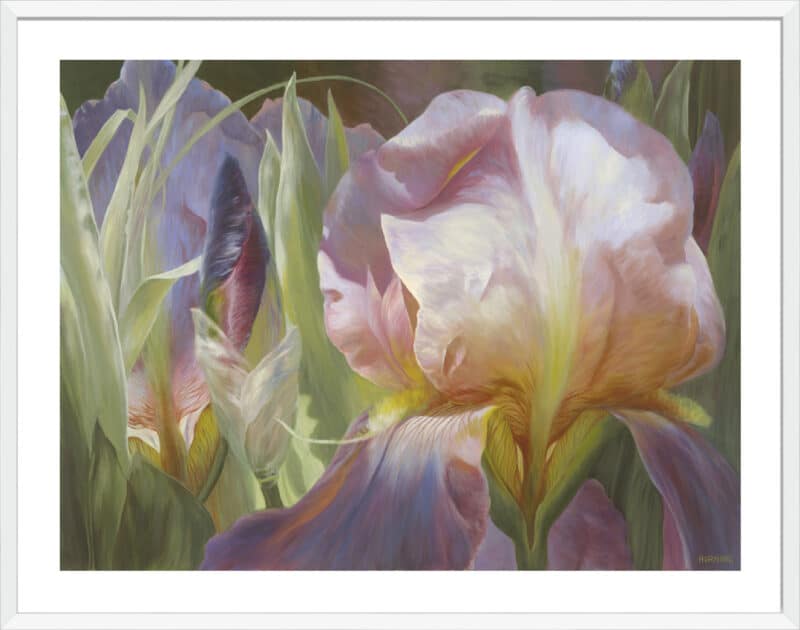 Perrenial Beauties - 5cm White Border Box White