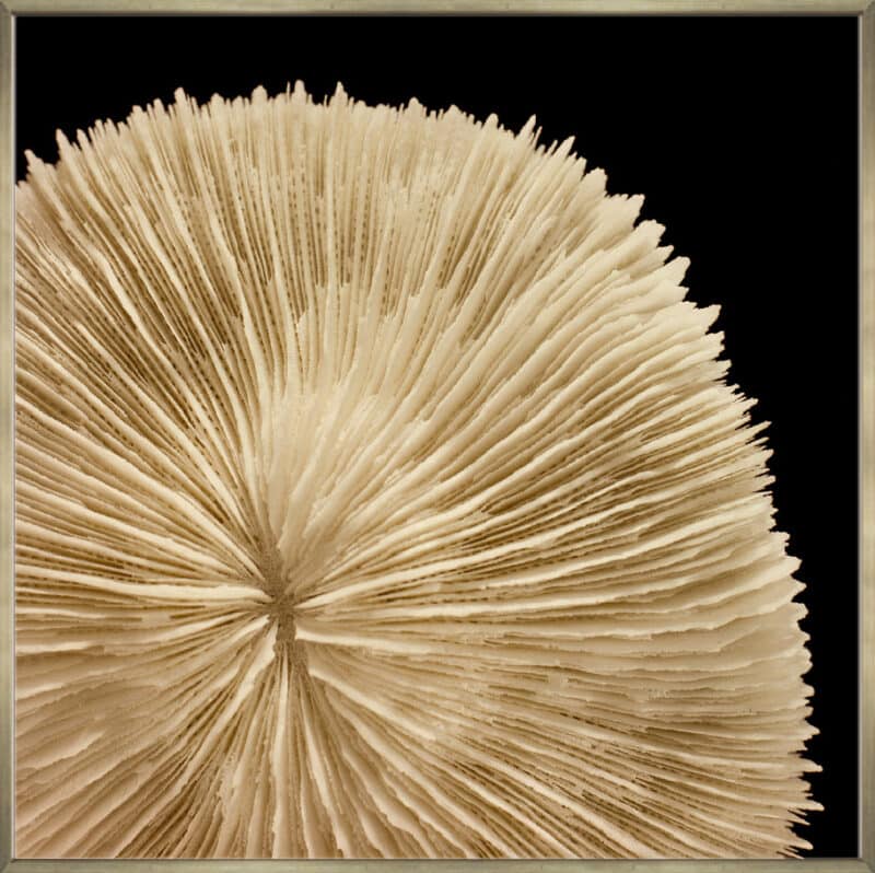 Starbust Rising - Canvas Gallery Champagne