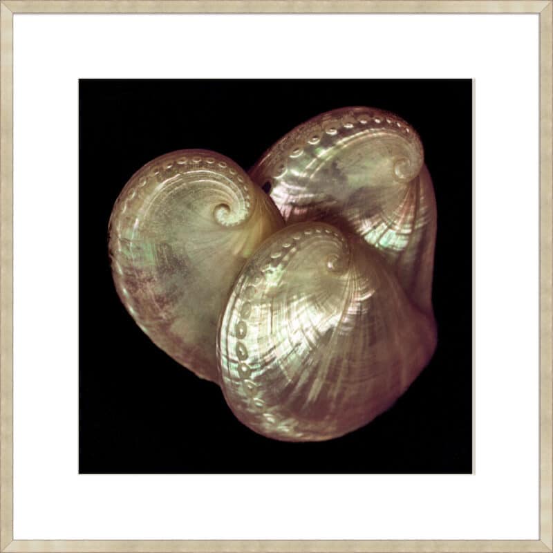 Swirls and Curls - 10cm Mount Board Sm. Box Champagne