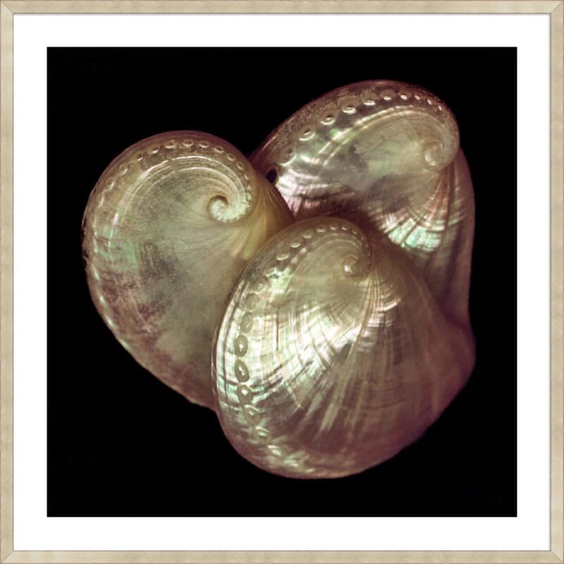 Swirls and Curls - 5cm White Border Sm. Box Champagne