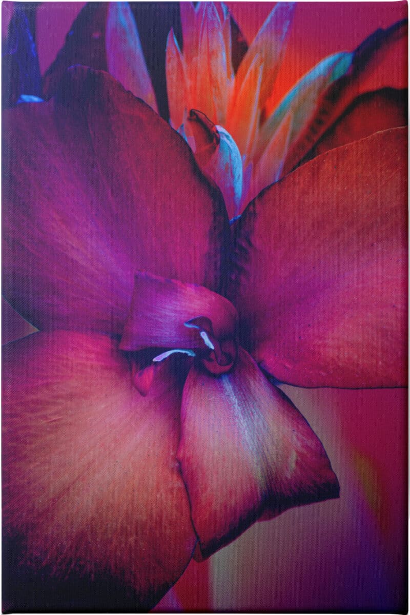 Unconditional Love - Unframed Canvas Unframed Canvas