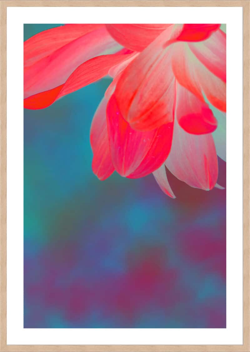 Weightless - 5cm White Border Box Natural